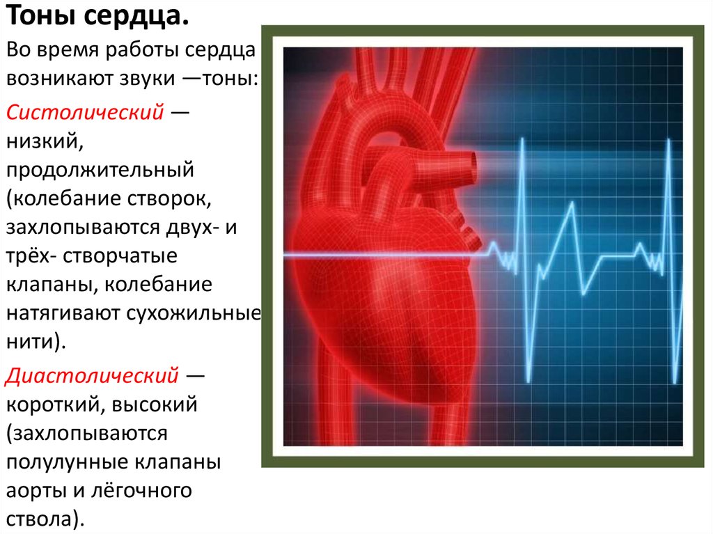 Сердечный включая. Тоны сердца. Тоны сердца и их компоненты. Сердечные тоны и шумы сердца. Тоны сердца физиология.