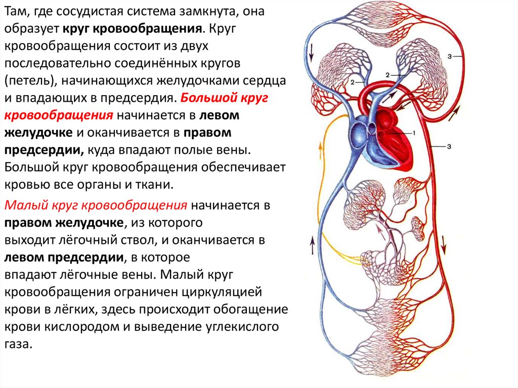 Какой камере сердца начинается большой круг кровообращения. Кровеносная система. Круги кровообращения схема. Циркуляция крови. Большой круг кровообращения.