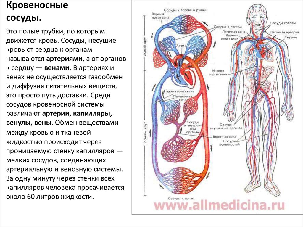 Сосудистая система человека образована сосудами трех. Кровеносная система человека схема круги кровообращения. Кровообращение человека кровеносная система человека состоит. Сосуды несущие кровь от сердца к органам. Строение и функции системы кровообращения органов человека.