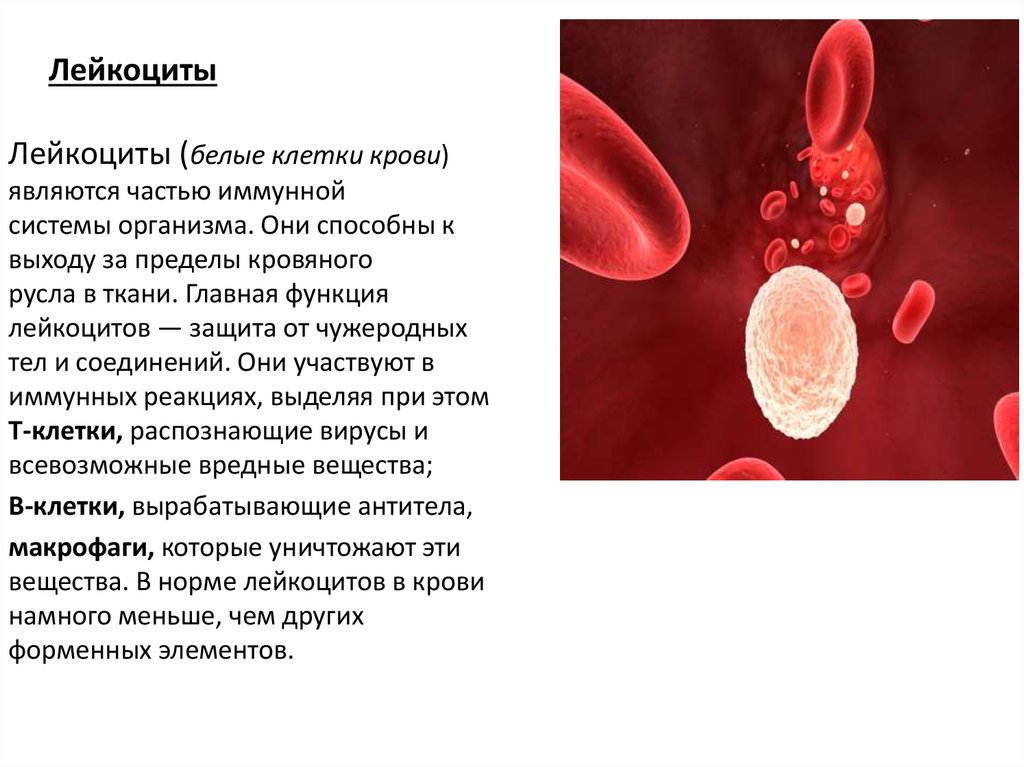 Пониженные лейкоциты в крови у женщин лечение. Лейкоциты крови 3.75. Лейкоциты это белые кровяные клетки. Лейкоциты белые тельца. Лейкоциты меньше эритроцитов.