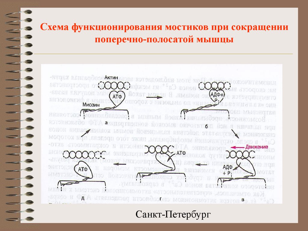 Презентация механизм мышечного сокращения