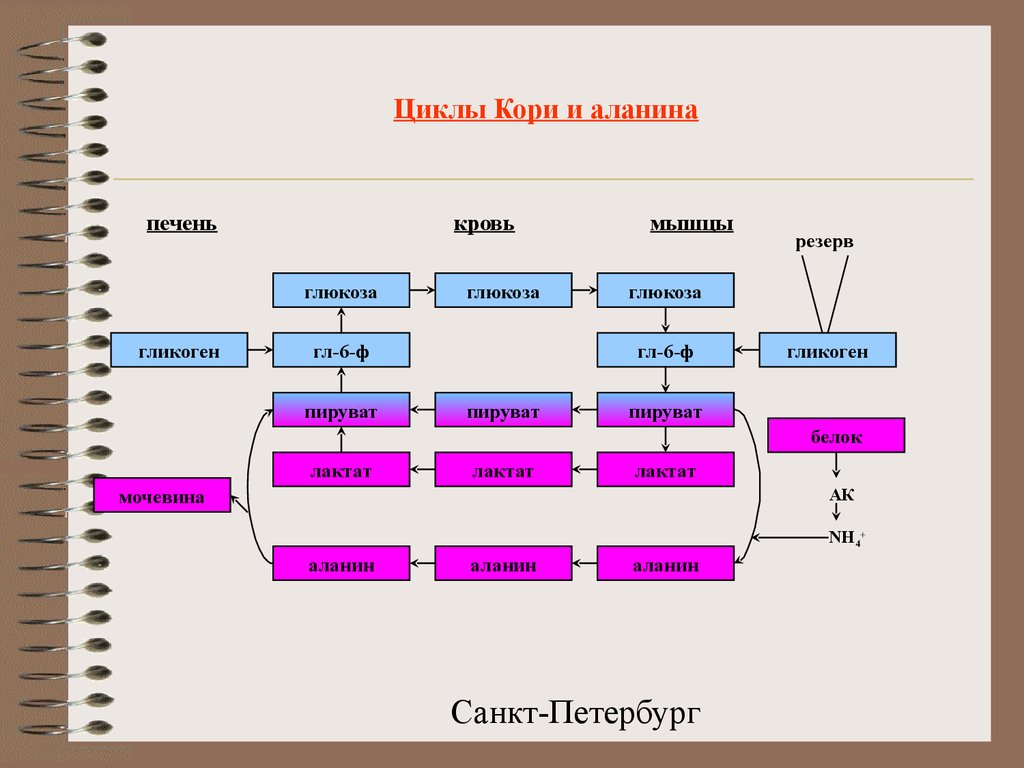 Цикл 17. Цикл кори и аланина. Цикл кори и аланиновый цикл. Цикл кори биохимия. Биороль цикла кори.