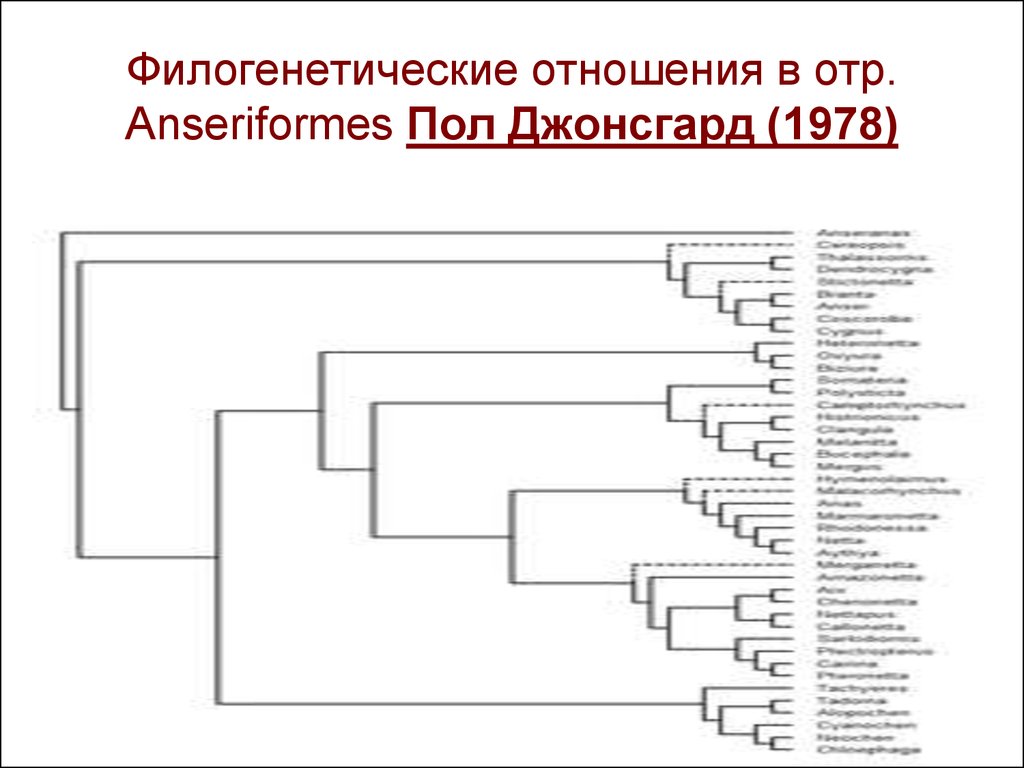 Филогенетическое развитие человека