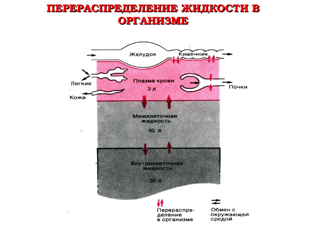 Жидкие среды организма. Перераспределение жидкости в организме. Перераспределение крови в организме. Физиологическое значение перераспределения массы крови.. Физиологические жидкости организма.