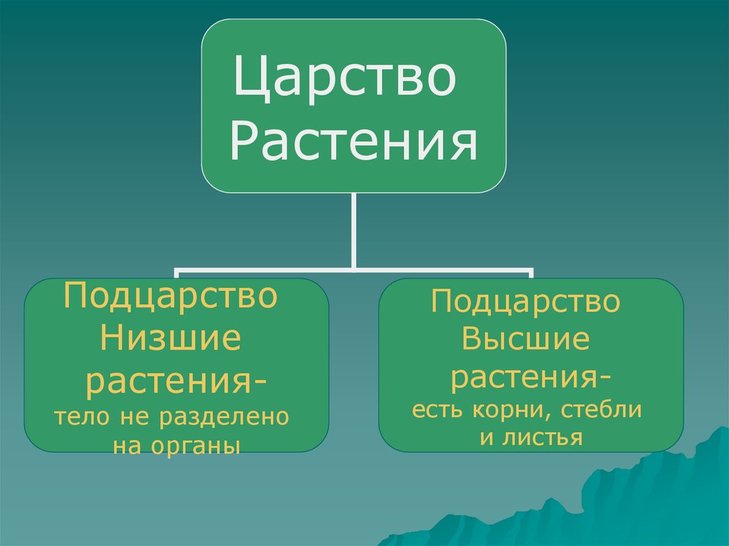 Какие низшие и высшие. Подцарства растений. Подцарство высшие растения. Подцарство низших растений. Подцарство низшие и высшие растения.