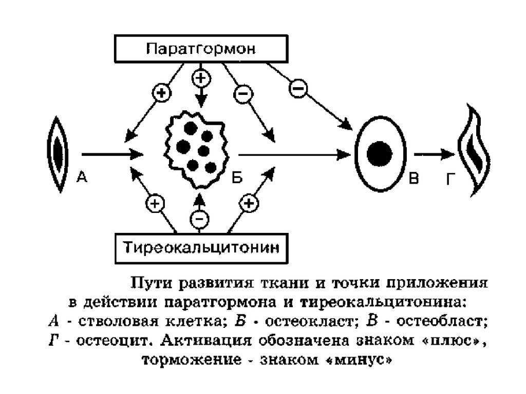 Схема синтеза паратгормона