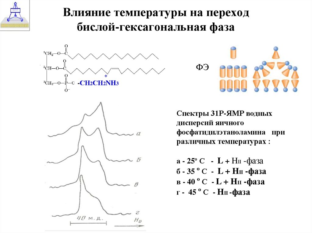 Фазовые переходы мембраны. Мезоморфизм липидов. Лиотропный мезоморфизм. Как влияют белки на фазовые переходы.