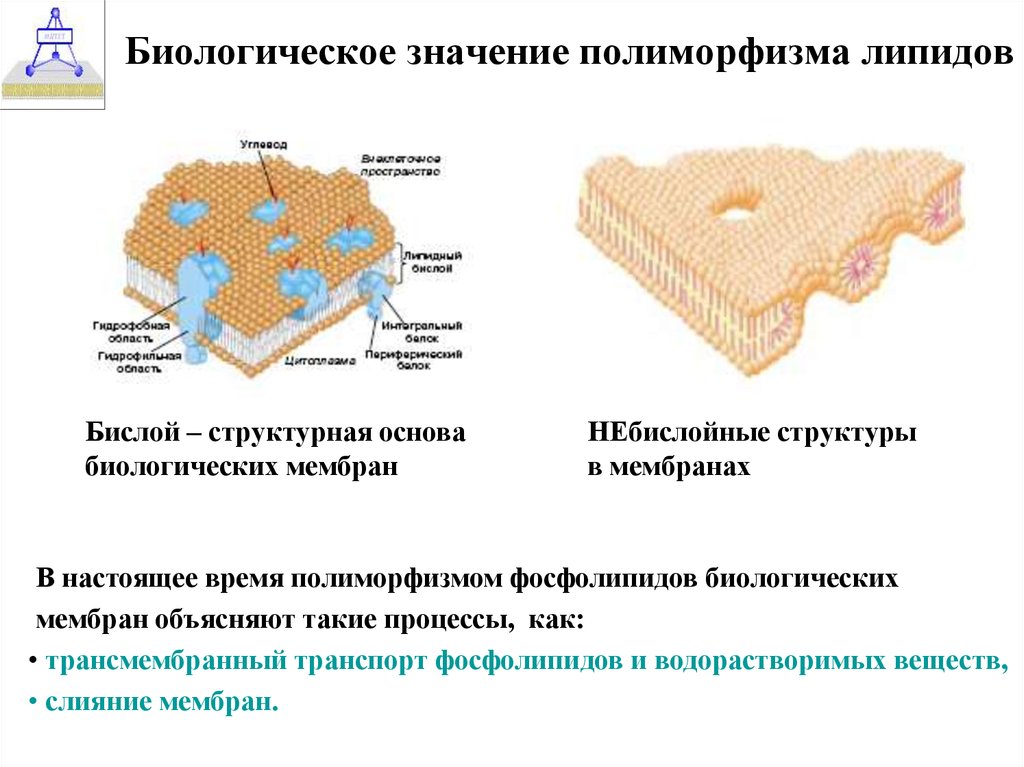 Функция фосфолипидов в мембране