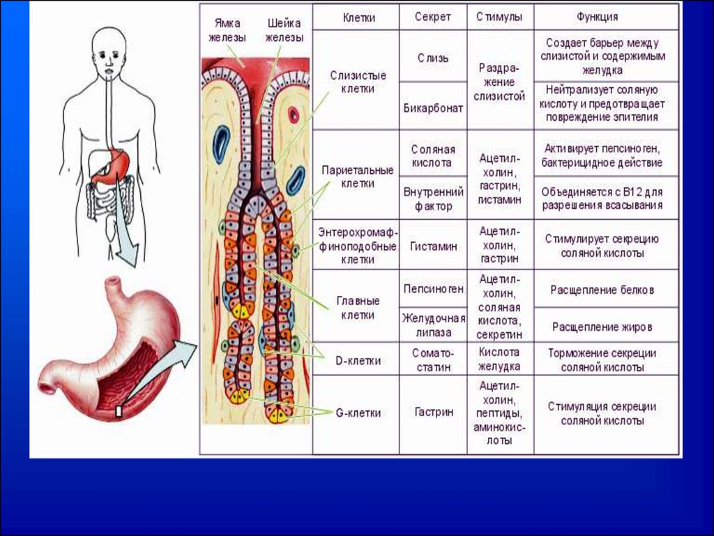 Клетки слизистой желудка вырабатывают. Клетки пищеварительной системы. Таблица по пищеварительной системе. Клетки желудка и их функции. Клетки желудка и их секреция.