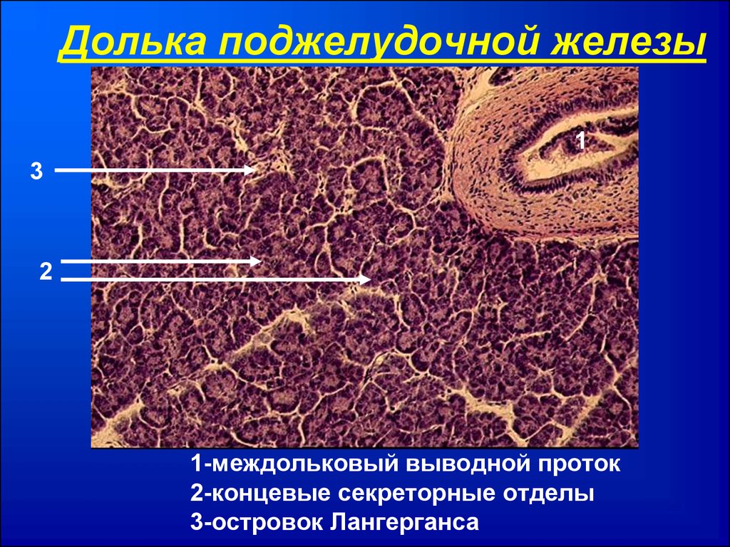 Экзокринные железы выводные протоки. Островки Лангерганса поджелудочной железы гистология препарат. Панкреатический островок гистология. Вставочный проток поджелудочной железы гистология. Поджелудочная железа гистология.