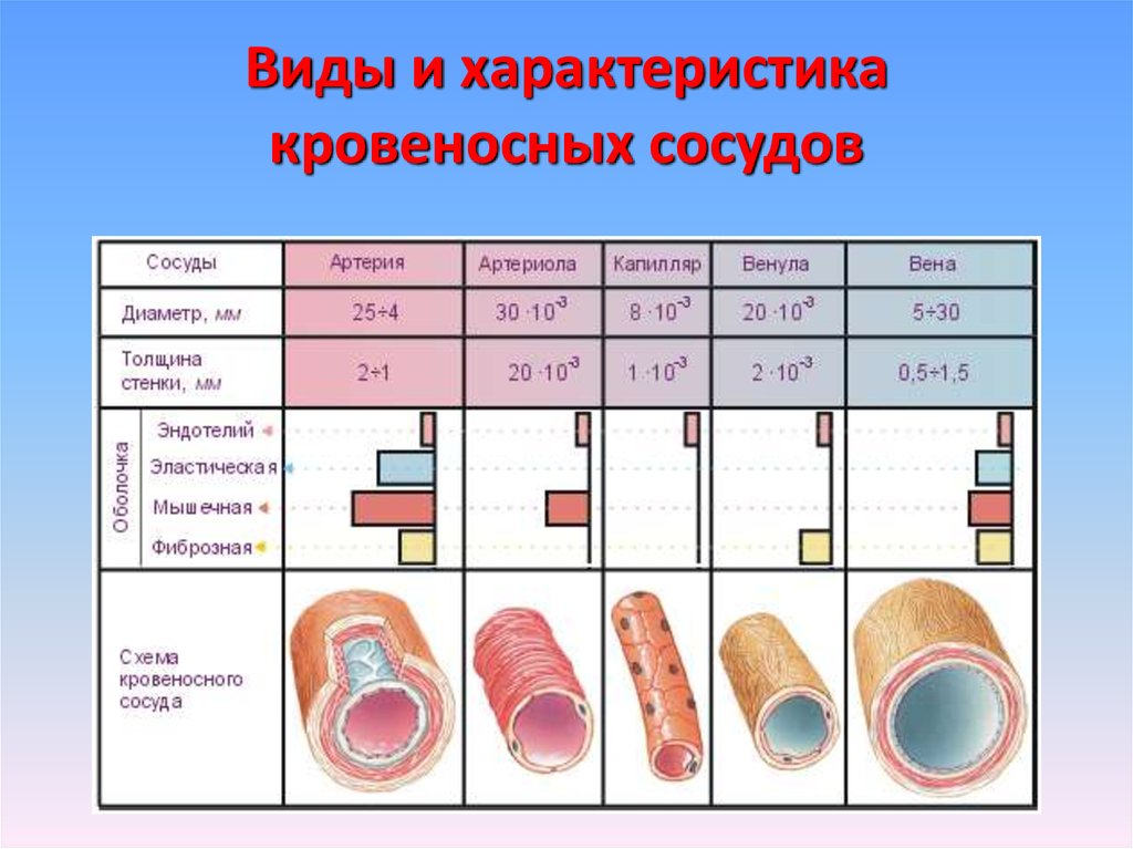 Виды артерий. Схема строения стенки артерий вен капилляров. Артерии артериолы капилляры венулы вены таблица. Строение кровеносных сосудов артерии. Строение стенки артерии вены и капилляры.