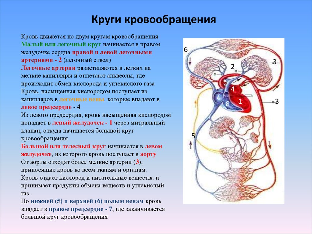 Какие функции выполняет кровообращение. Малый легочный круг кровообращения. Круги кровообращения сердца. Циркуляция крови по сосудам. Система кровообращения схема.