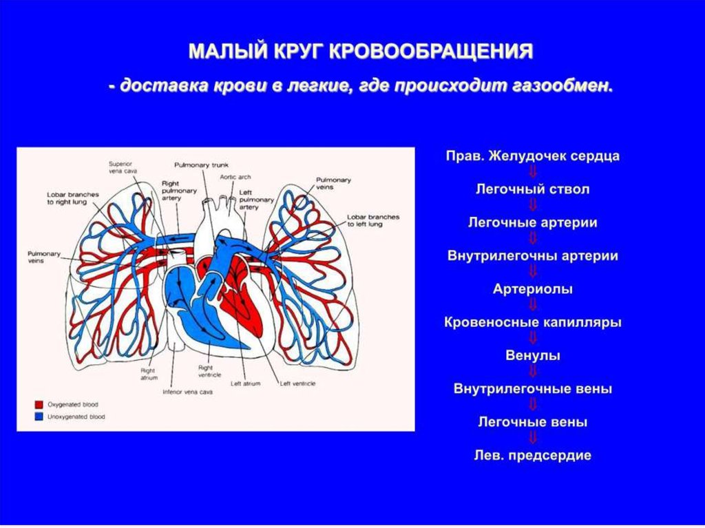 Схема кровотока в сердце