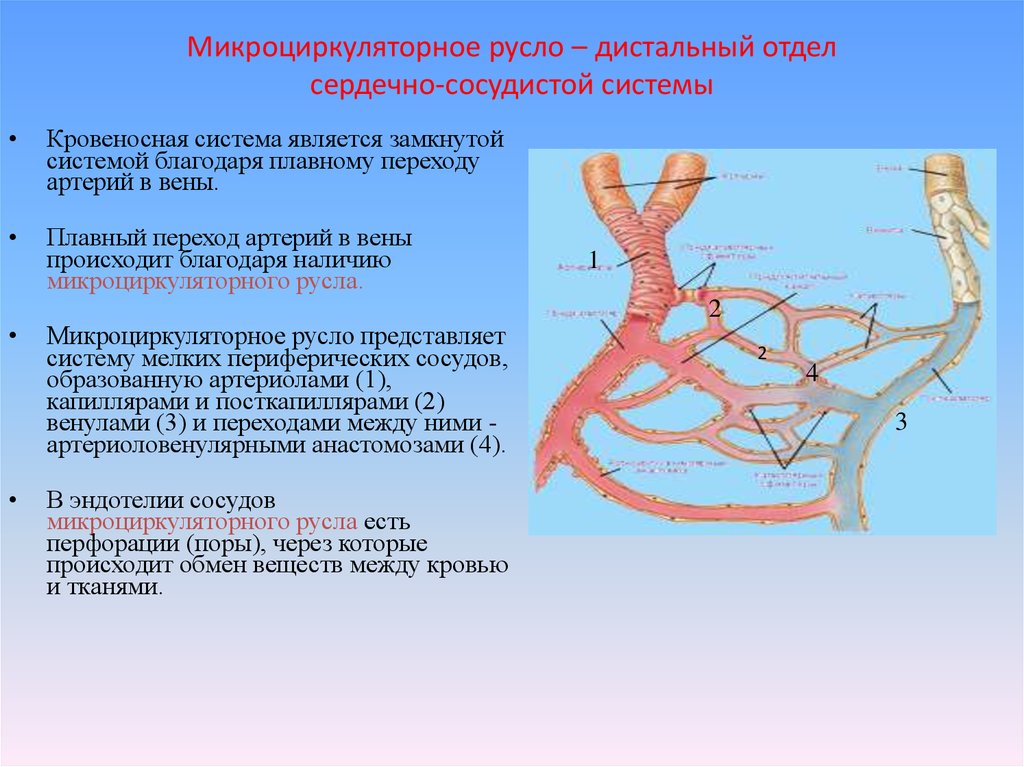Какую функцию выполняет артерия в процессе кровообращения. Схема микроциркуляторного русла кровообращения. Сосуды микроциркуляторного русла схема. Микроциркуляторное русло гистология. Сосуды микроциркуляторного русла строение.