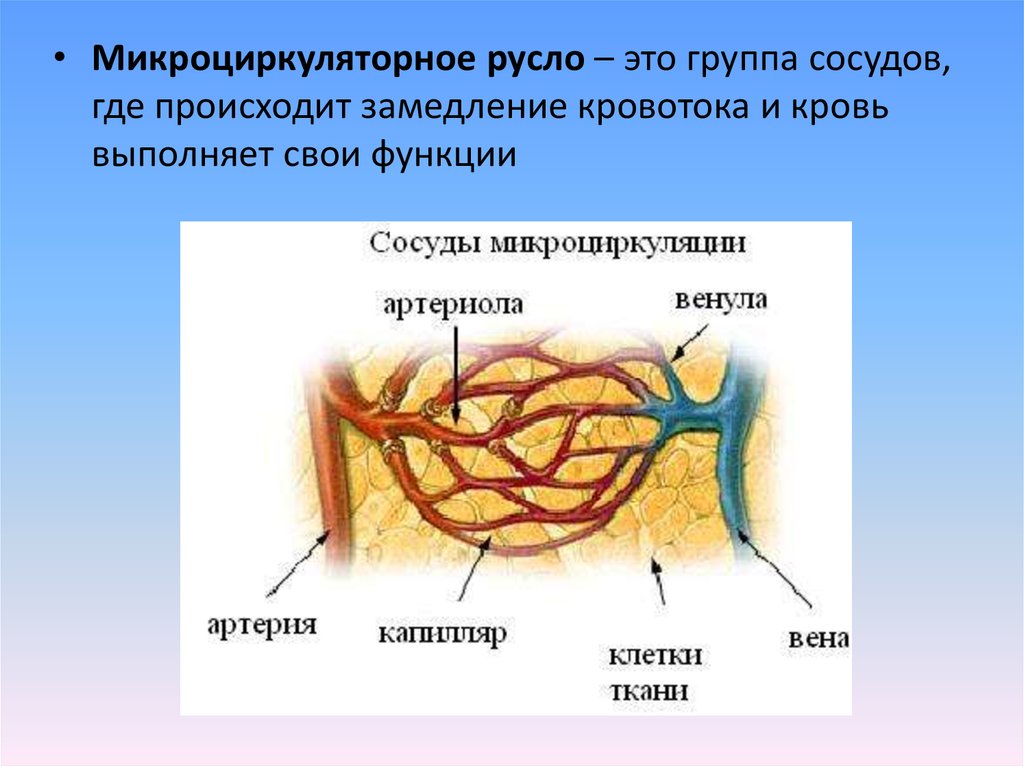 Микроциркуляторное русло презентация