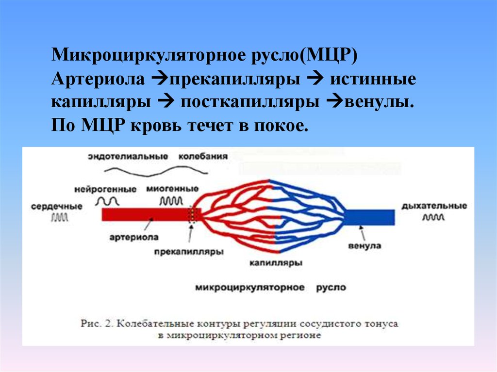 Микроциркуляторное русло схема