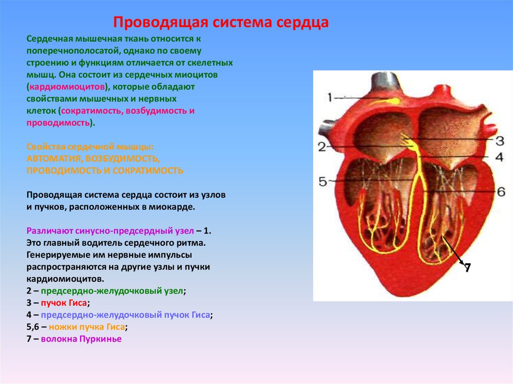 Проводящая система сердца проводит. Структура относящаяся к проводящей системе сердца. К проводящей системе сердца не относится. Проводящая система сердца образована тканью. Укажите структуру относящуюся к проводящей системе сердца.