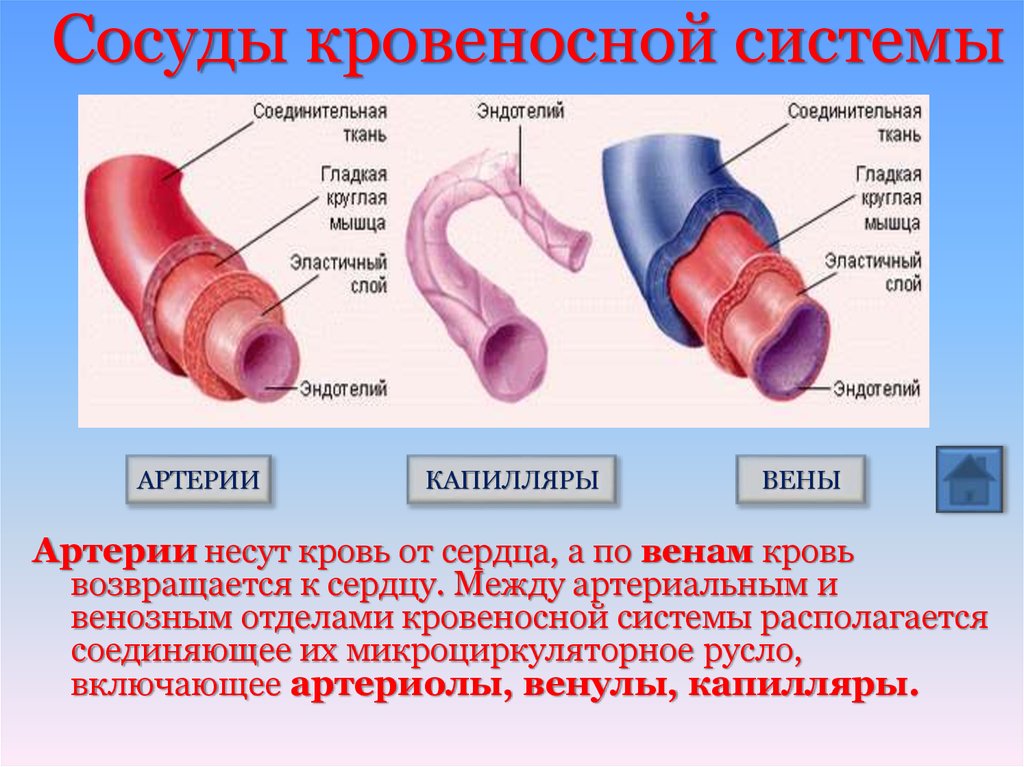 Вены характеризуются. Сосуды артерии вены капилляры таблица. Таблица сосуды вены артерии. Характеристика артерии вены и капилляры. Артерии вены капилляры таблица.
