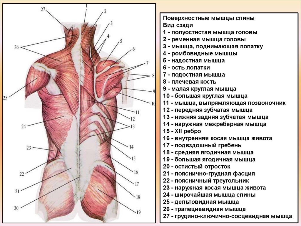 Мышцы спины и ребра
