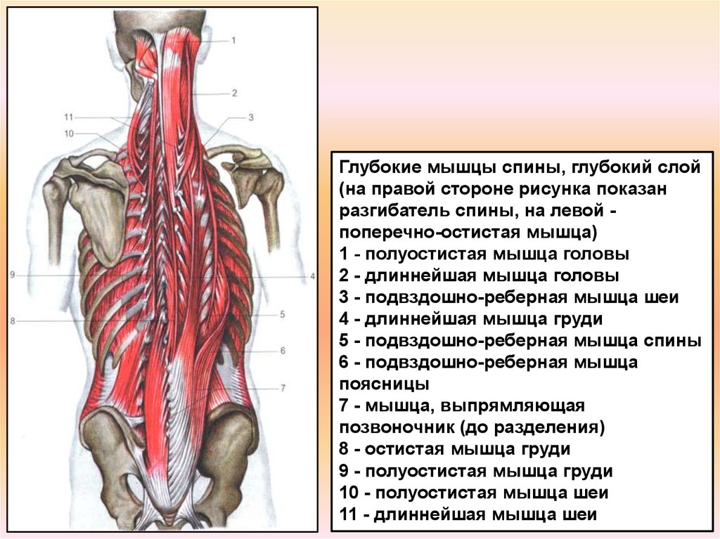 Глубокая поясница. Мышцы спины анатомия поверхностный слой. Разгибатели мышц спины и позвоночника. Длинные разгибатели шеи анатомия. Мышцы разгибатели позвоночника.