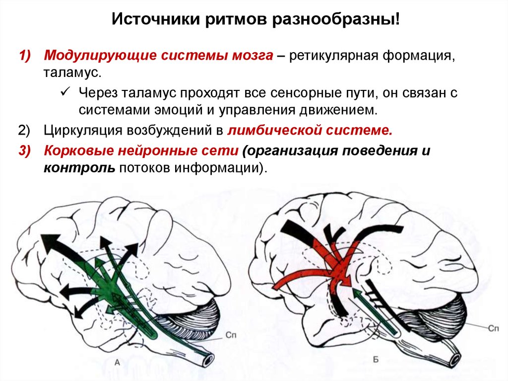 Презентация закономерности работы головного мозга 8 класс пономарева