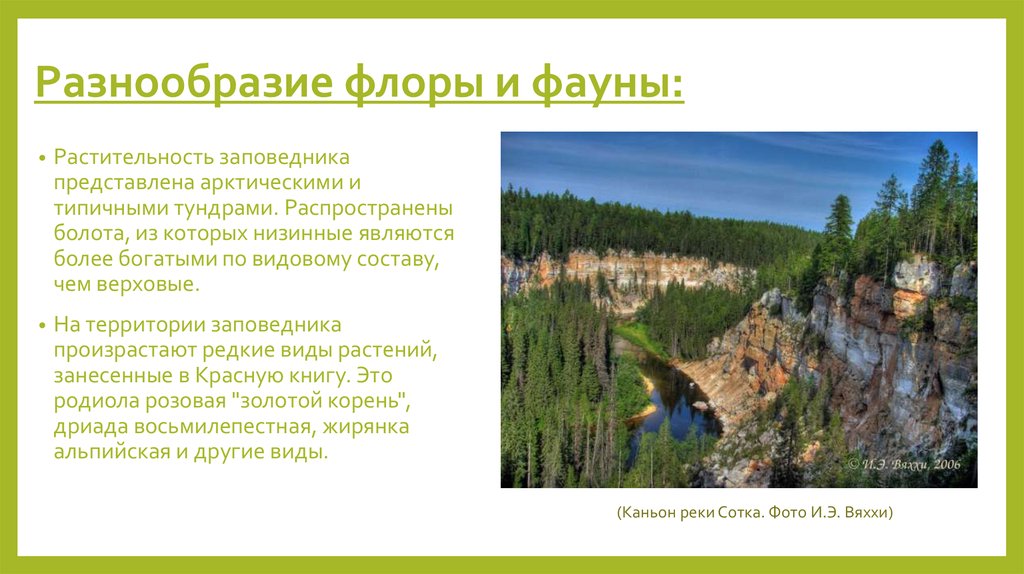 Особенность разнообразия россии. Разнообразие Флоры и фауны. Пинежский заповедник. Растительный мир Пинежского заповедника.