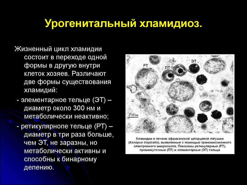 Хламидии где. Возбудитель хламидии микробиология. Жизненный цикл хламидии микробиология. Инфекционная форма хламидии. Хламидии строение клетки.