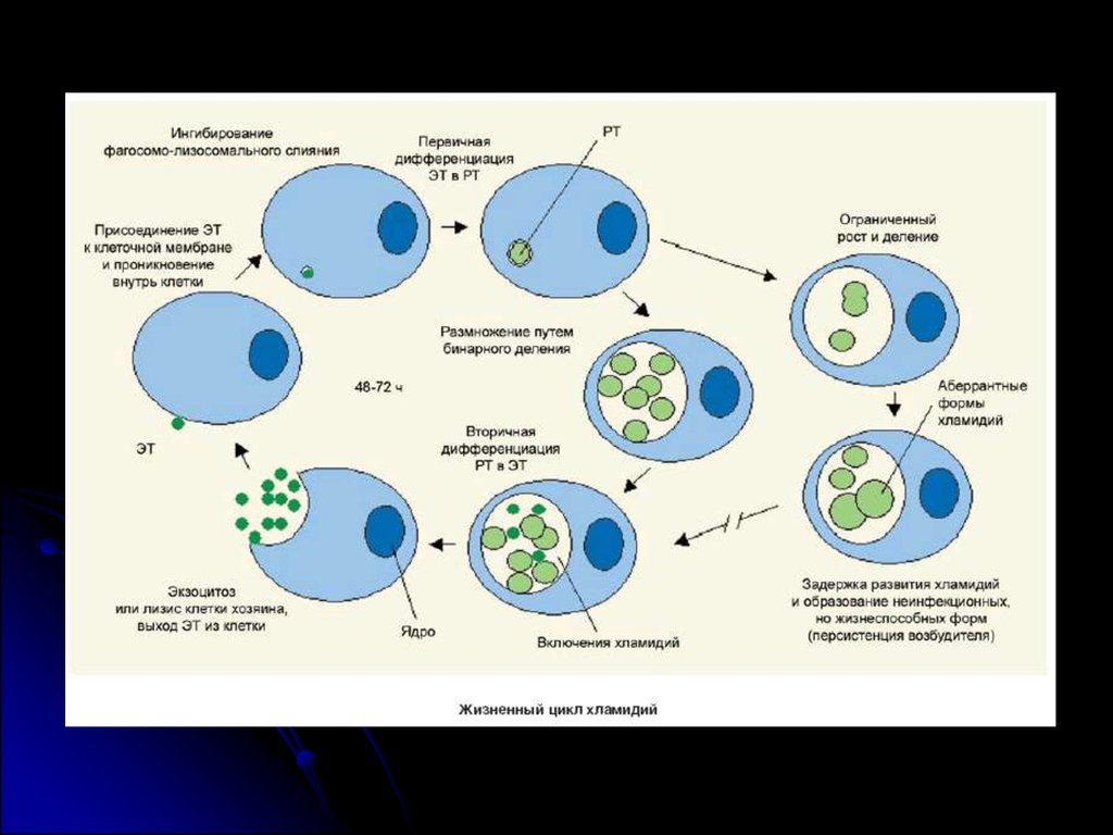Элементарные тельца хламидий. Хламидии форма бактерии. Хламидия цикл. Chlamydia trachomatis микробиология. Патогенез хламидии трахоматис.
