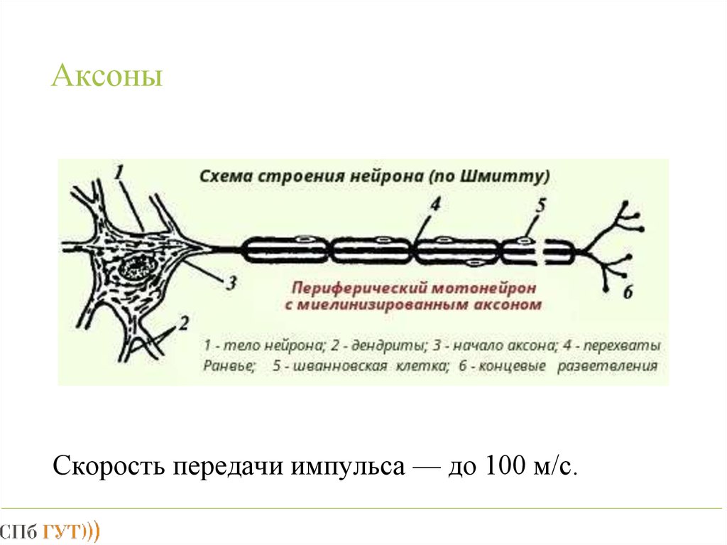 Импульс мозг аксон. Нервный Импульс миелинизированные волокна рисунок 7. Строение нейрона. Строение аксона нейрона. Схема аксона.