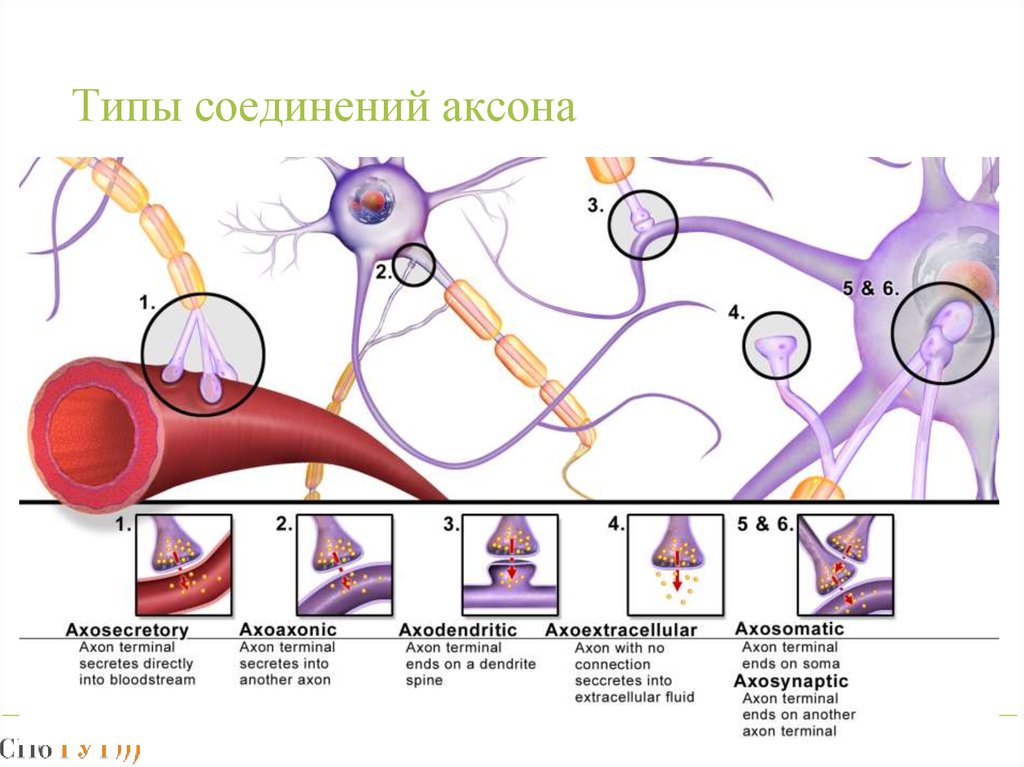 Обои аксон кострома