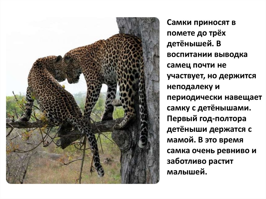 Признаки сильного самца. Самки и самцы животных. Самец и самка. Леопард самка и самец. Самец самцами Дикие животные.