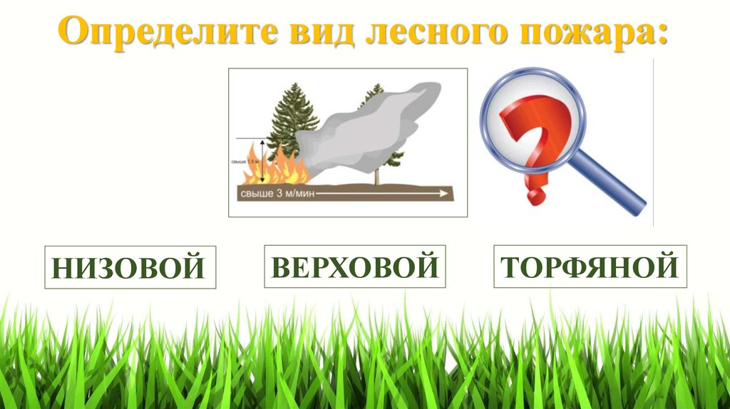 Определите вид лесного пожара: