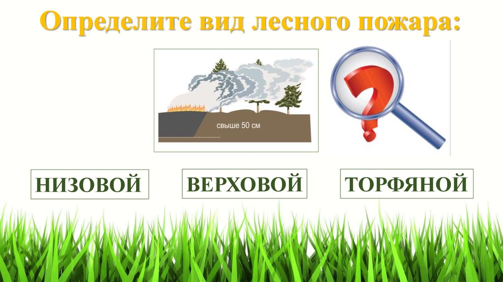 Определите вид лесного пожара: