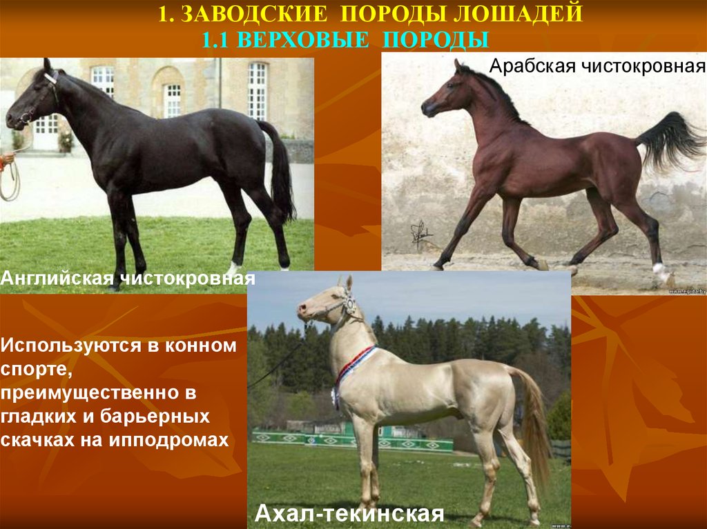 Верховой тип. Породы лошадей. Породы и направления лошадей. Классификация лошадей. Породы лошадей таблица.