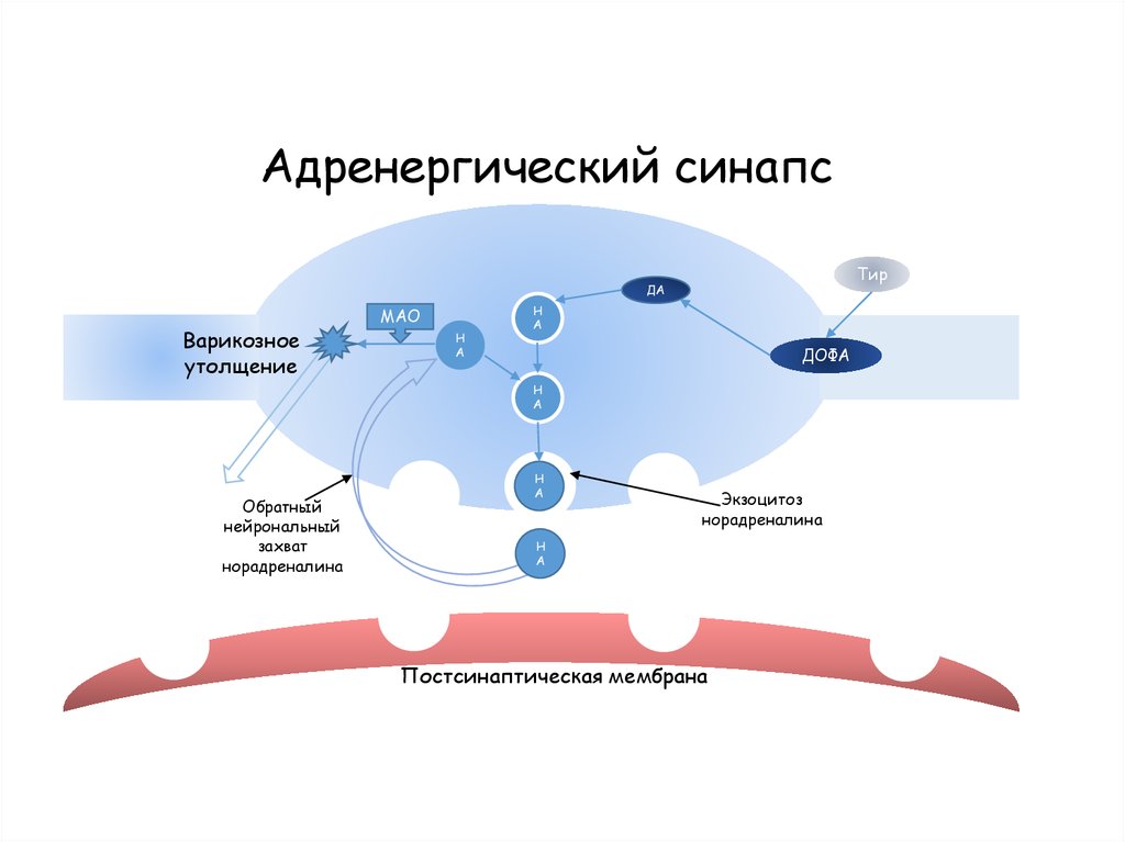 Норадреналин синапс. Схема адренергического синапса фармакология. Строение адренергического синапса. Схема строения адренергического синапса. Строение адренергического рецептора.