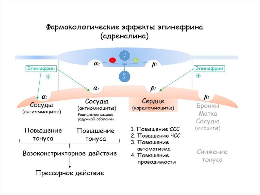 Б рецепторы. Адреналин механизм действия фармакология. Механизм действия адреналина схема. Механизм действия эпинефрина (адреналина):. Механизм действия эпинефрина.