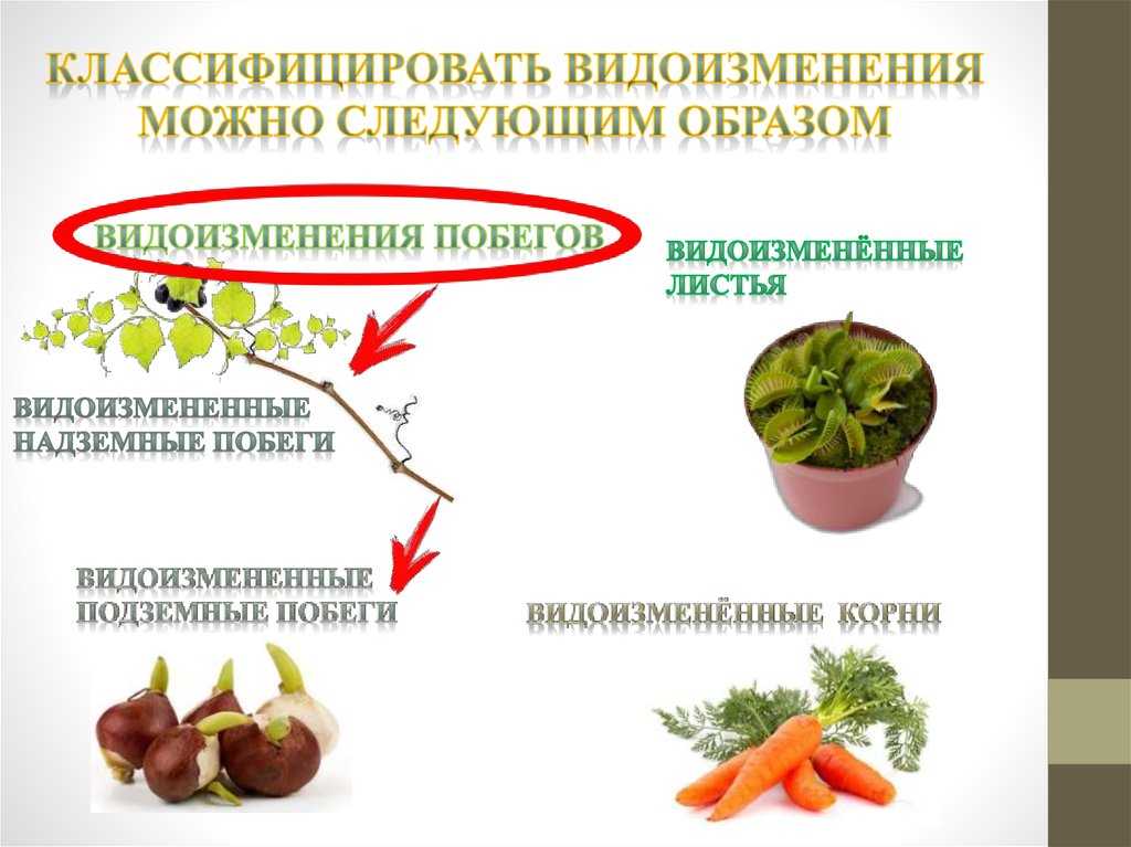 Видоизмененные побеги корни листья