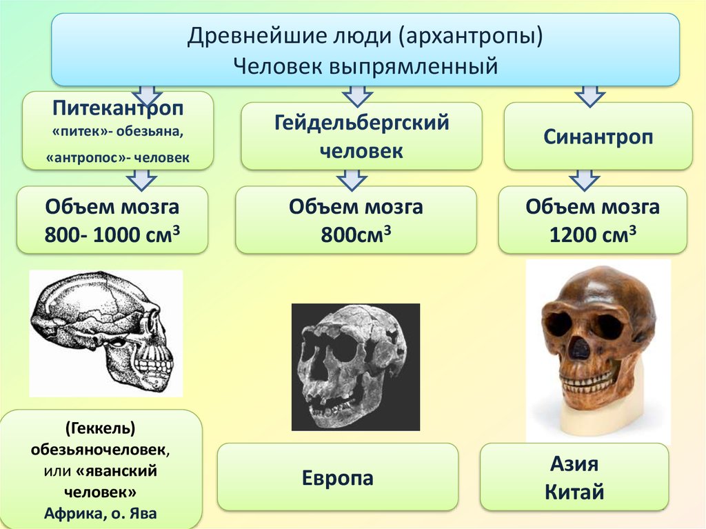 Архантропы особенности строения. Древние люди объем мозга. Строение черепа питекантропа. Архантропы строение черепа. Объем мозга древнейших людей.
