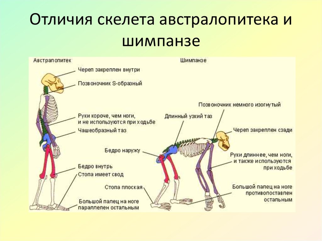 В чем сходство скелета человека и млекопитающих. Строение скелета шимпанзе. Строение скелета человека и обезьяны. Отличия строения скелета человека от животных:. Отличие скелета человека от человекообразных обезьян.