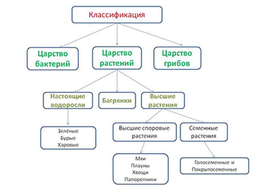 Отметьте верную схему классификации растений