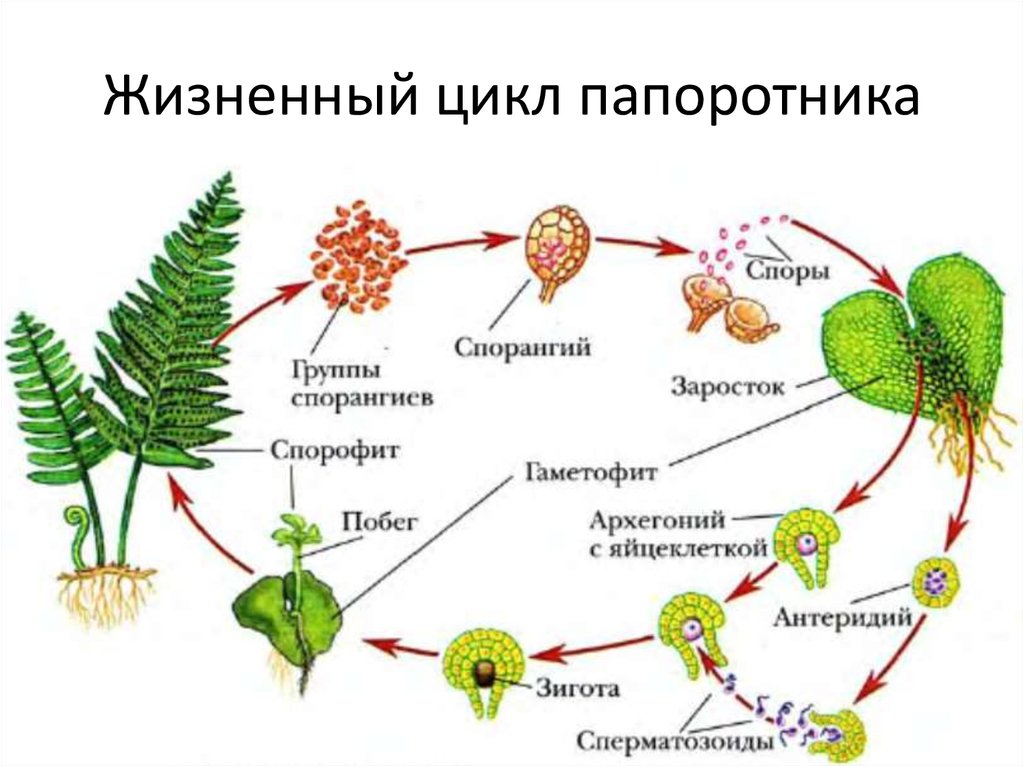 Жизненный цикл машины это