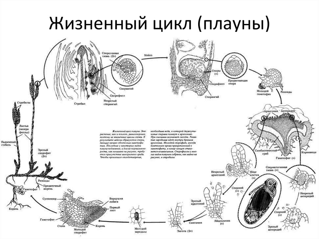 Схема развития плауна