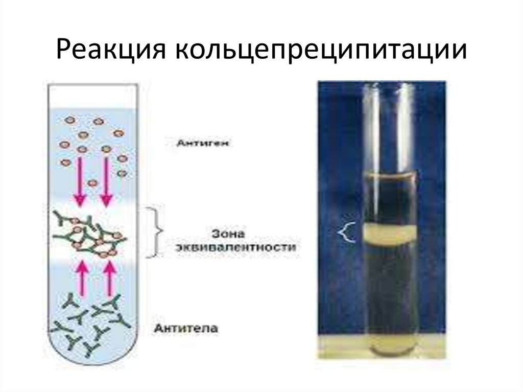 Реакция видаля микробиология схема