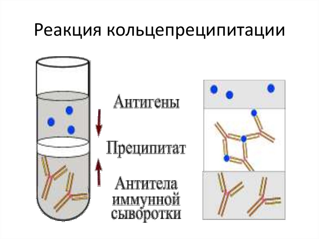 Живая реакция