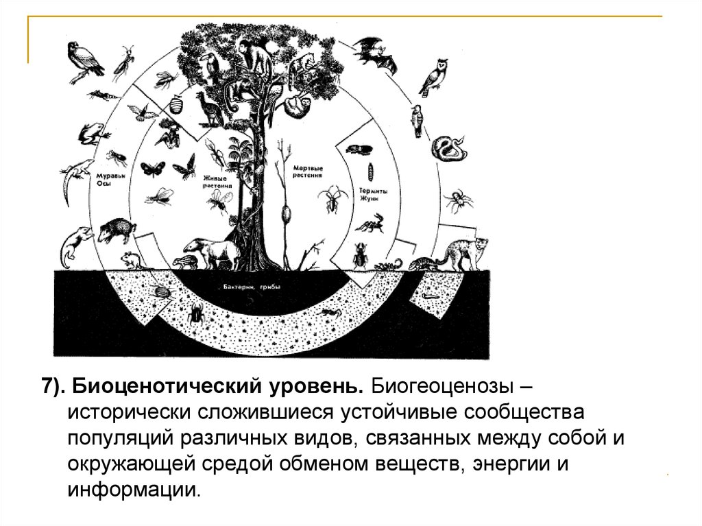 Схема биоценоза луга