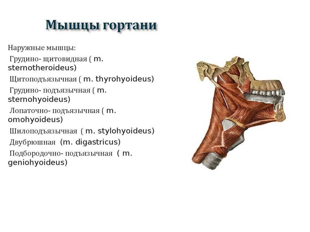 Мышцы гортани