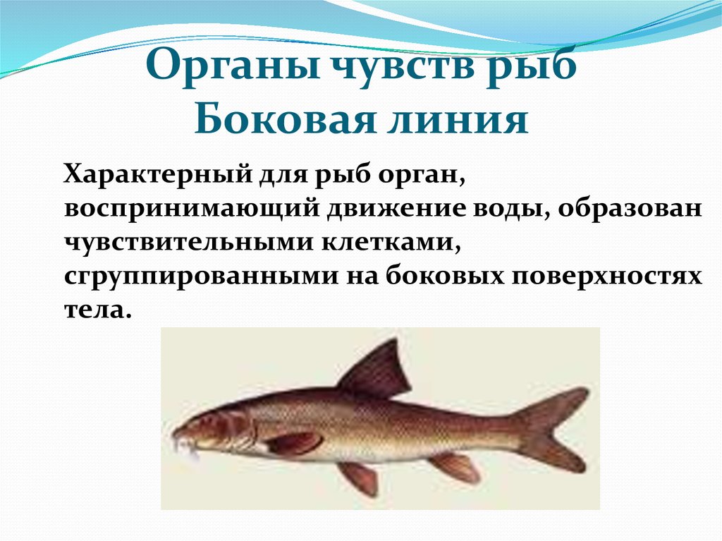 Основные функции рыбы. Боковая линия у рыб. Органы боковой линии у рыб. Строение боковой линии у рыб. Характеристика боковой линии у рыб.