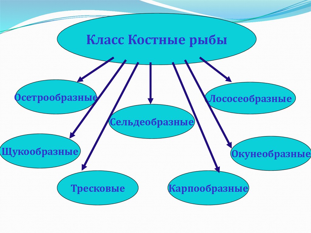 Костные рыбы 8 класс