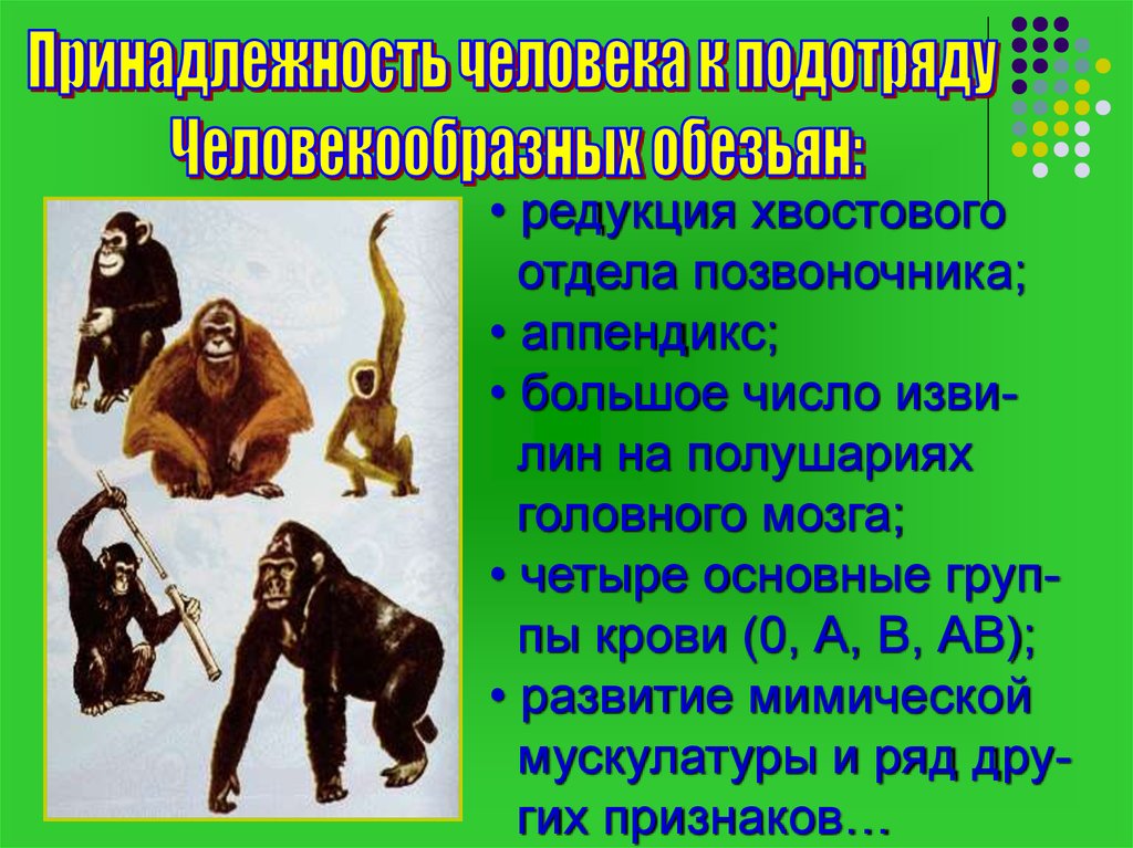 Образ жизни человекообразных обезьян. Человекообразные обезьяны представители. Отряд приматы человек. Отнести человека к подотряду человекообразных обезьян.. Человек относится к отряду приматов.