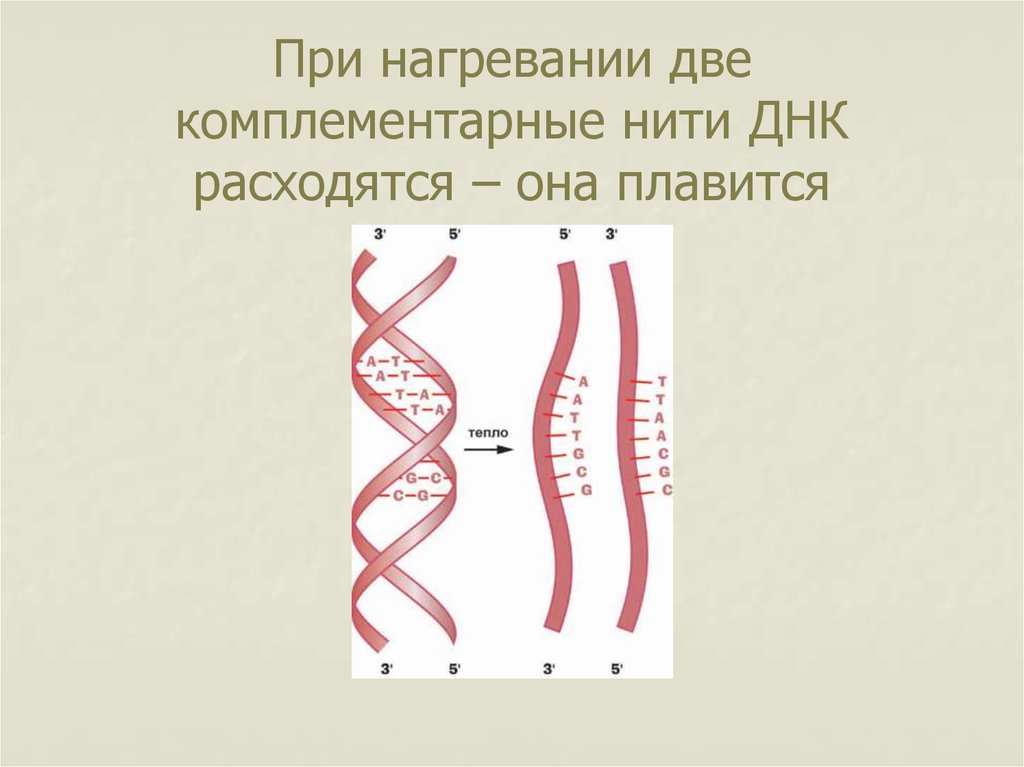 Последовательность нити днк